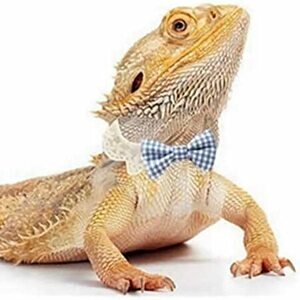 Fundraising Page: Team Bearded Dragon